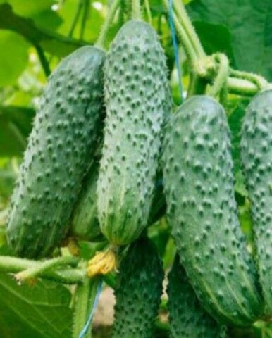 Огурец Кураж