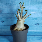 Adenium Baobab (Адениум)