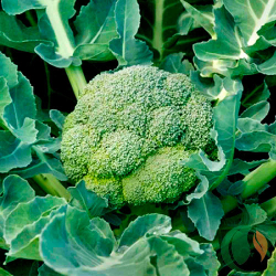 Капуста брокколи Агасси F1