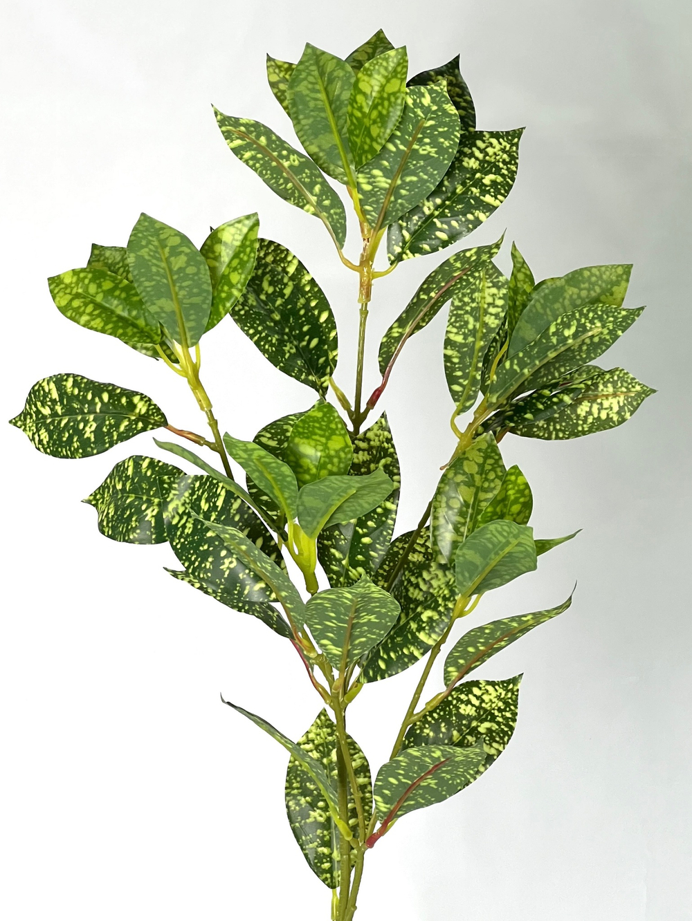 Аукуба ветка 80 см