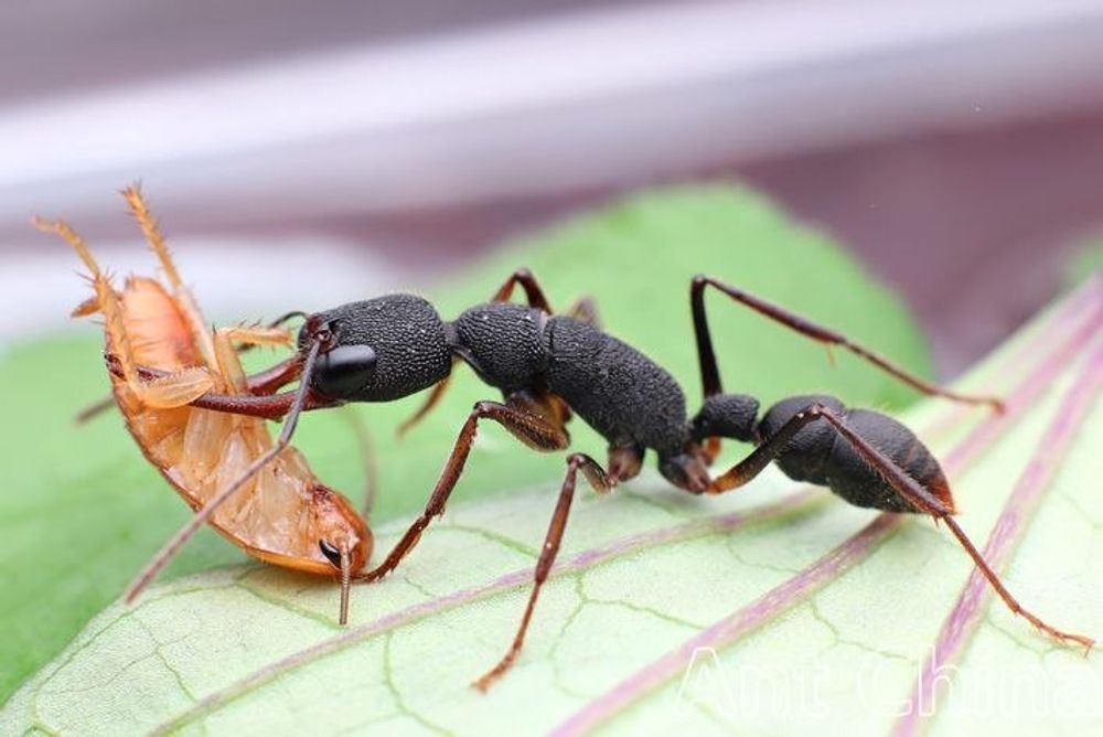 Муравьи Harpegnathos venator (Прыгающий муравей-бульдог)