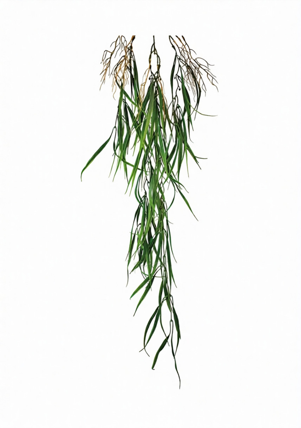 Ветка плакучей Ивы