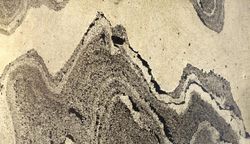 Настольная лампа декоративная Odeon Light Bergi 5064/2T