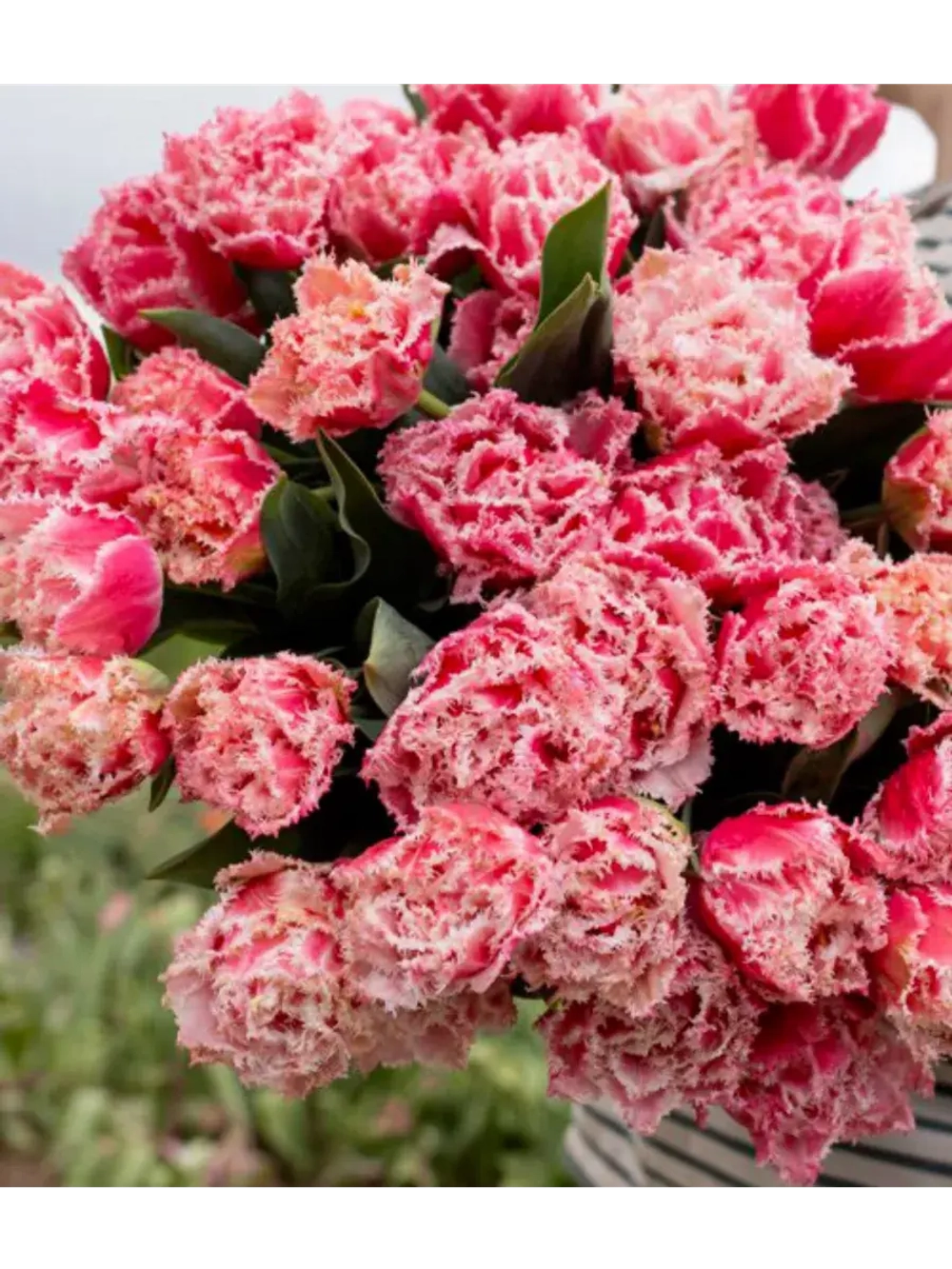 Тюльпаны пионовидные ,луковицы сорт QUEENSLAND (4 штуки)