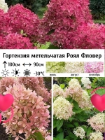 Роял Флауэр гортензия метельчатая