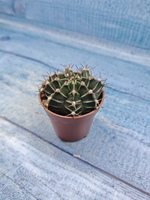 Gymnocalycium Friedrichii (Гимнокалициум)