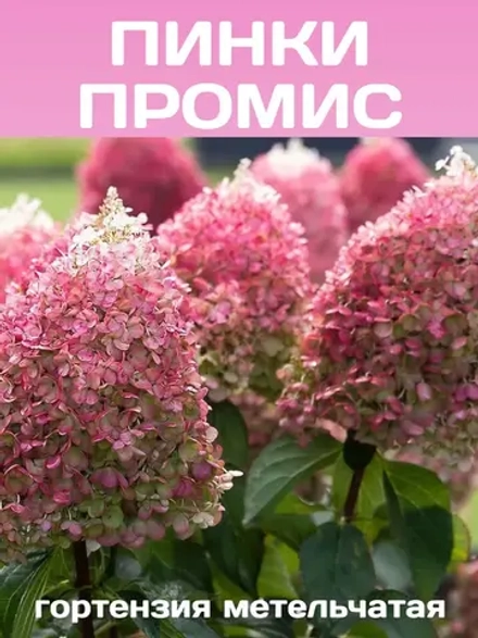 Пинк Промис гортензия метельчатая