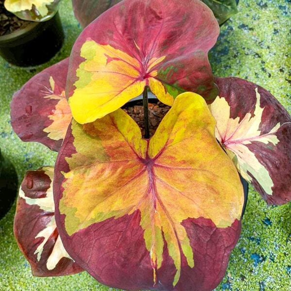 Каладиум SUNSET SKY