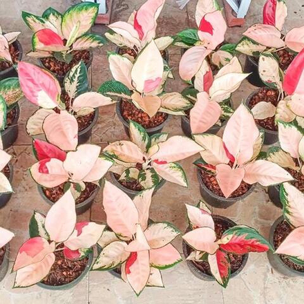 Аглаонема SUKSOM JAIPONG PEACH MUTATION / TRICOLOR