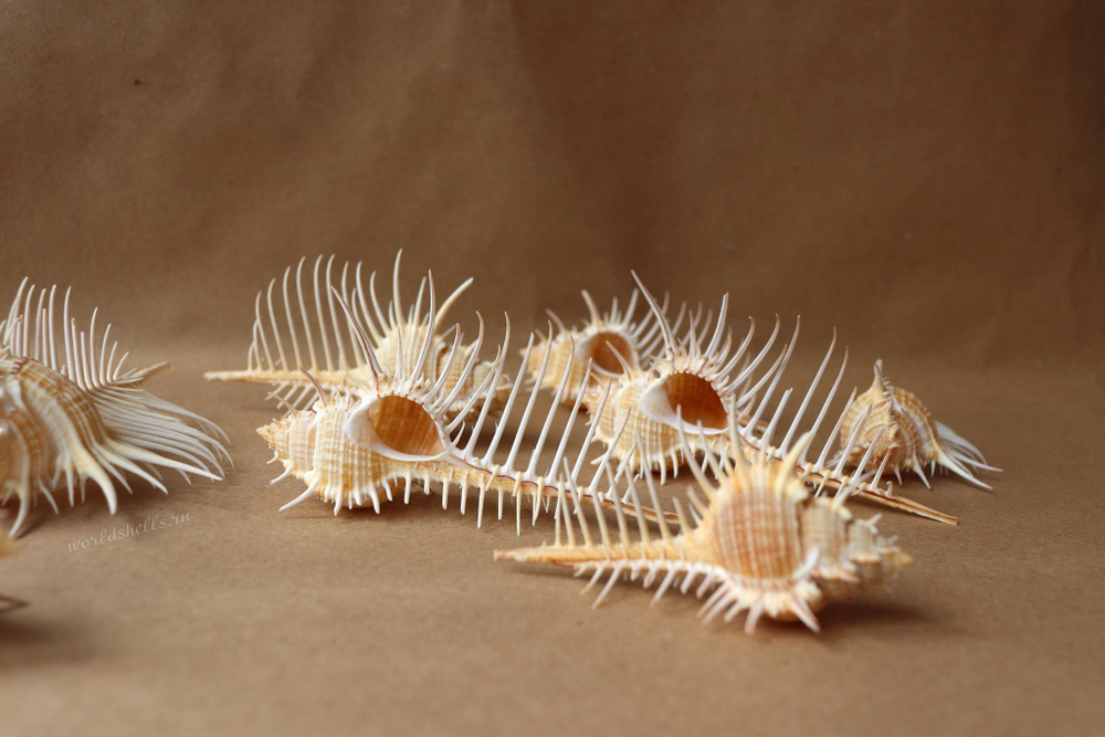 Ракушка Мурекс Пектен (Murex pecten) 8-12 см