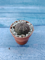 Суккулент Euphorbia Obesa (Эуфорбия)