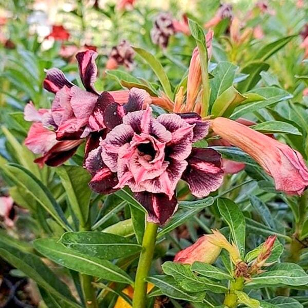 Адениум BLACK PINK