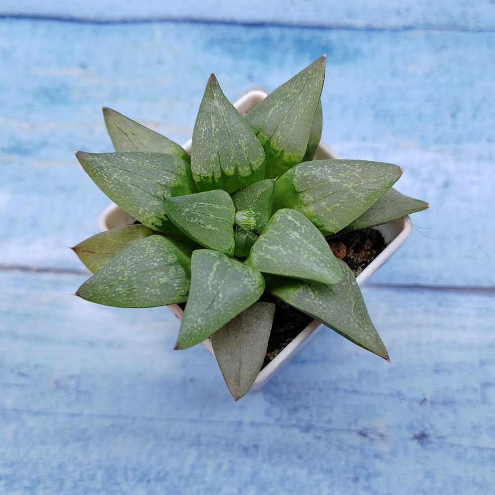 Haworthia Comptoniana Hybride hybrid (Хавортия)