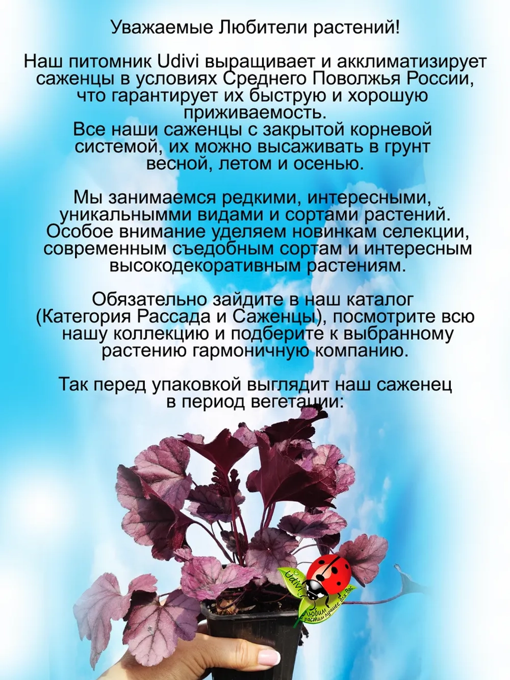 Гейхера Вайлдберри Дикая ягодка