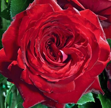 Ноэми де Ротшильд (Noemie De Rothschild)