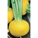 Семена Репа Золотой Шар (Голден Болл) 0,25гр (УД) Е/П