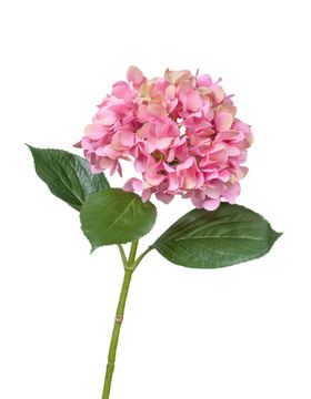 Гортензия "Grande Fiore" ярко-розовая