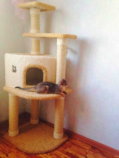 Когтеточка К-145