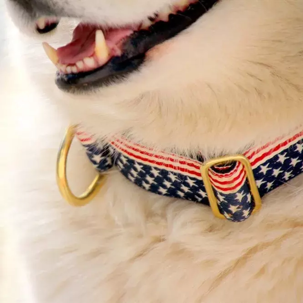 Широкий ошейник полуудавка для собак Amerikaner Lapalandia (40 мм)