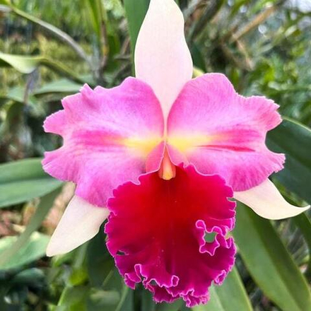 Орхидея ринхолелиокаттлея RLC. SIAM FAIRY CHRYSTAL PINK