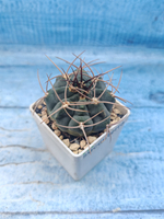 Gymnocalycium Cardenasianum (Гимнокалициум)