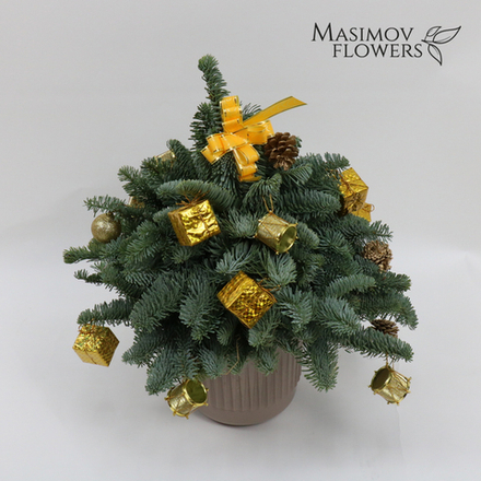 Ель "Дюймовочка в золоте"