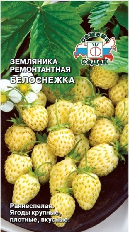 Земляника Белоснежка