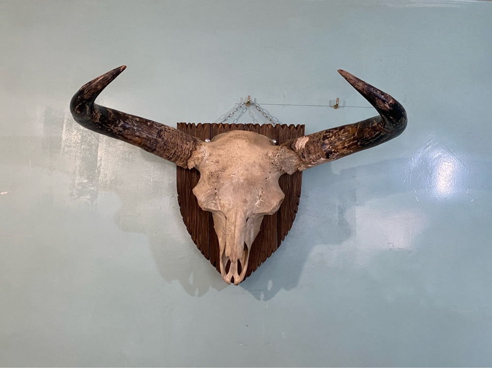 Череп ископаемого бизона