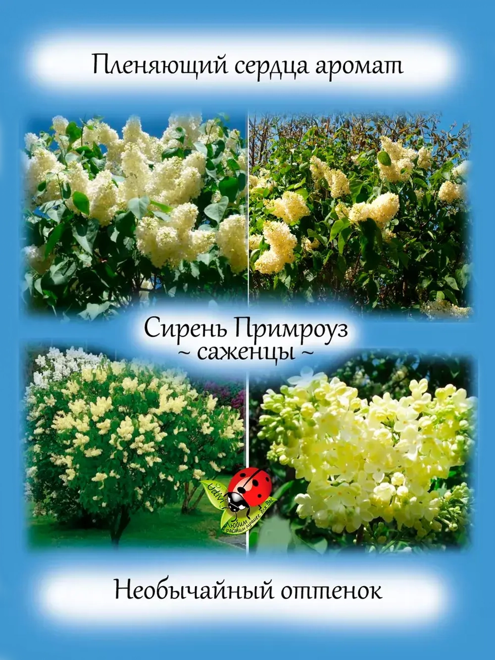 Сирень Примроуз жёлтая