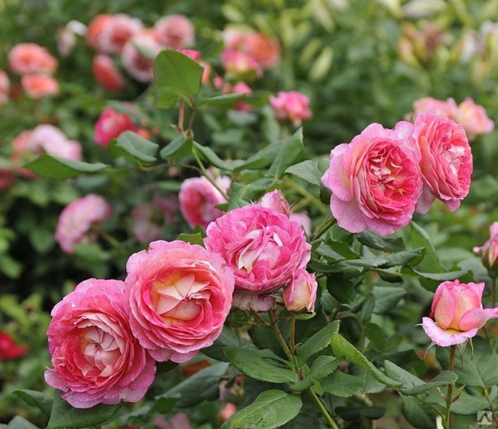 Мадам де Сталь (Madame de Stael)