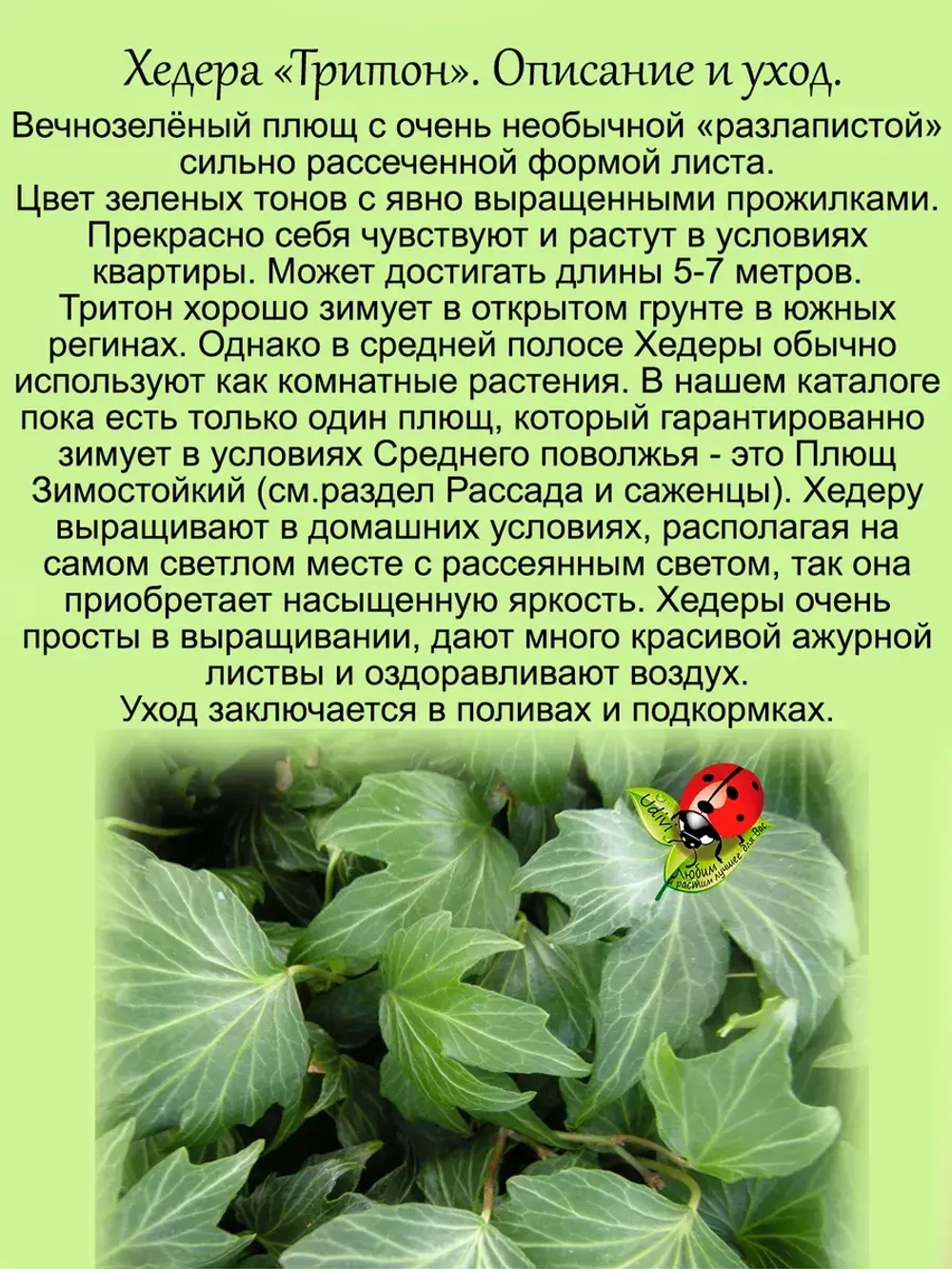 Хедера Тритон плющ