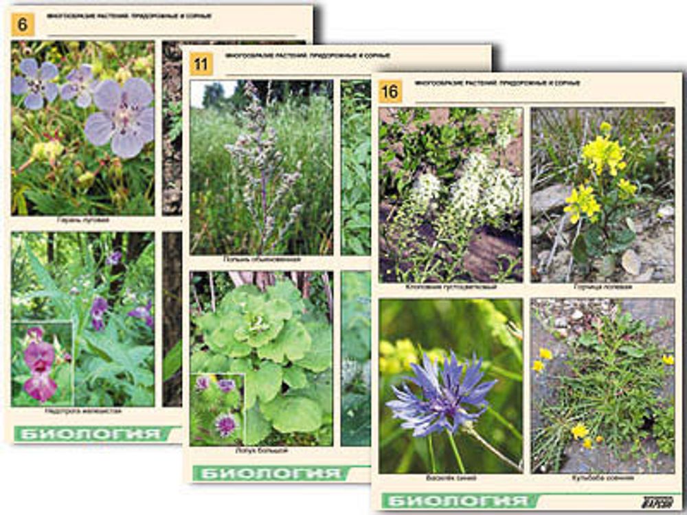 Комплект таблиц по ботанике раздат. &amp;#34;Многообразие растений. Придорожные и сорные&amp;#34; (16 шт., А4, лам)
