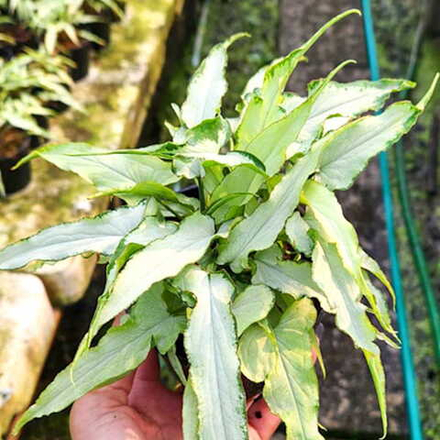 Сингониум (04) NGERN LAI MA