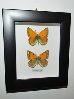Желтушка Colias thisoa пара рамке