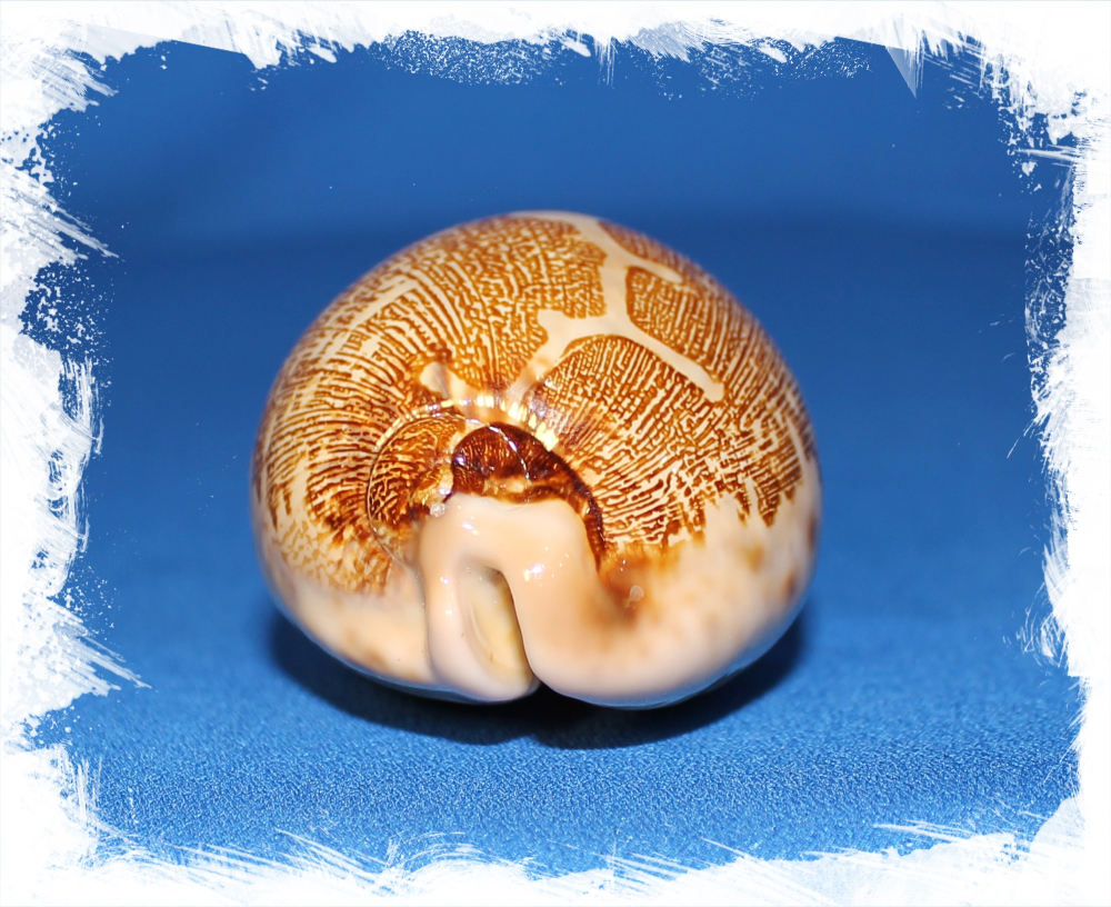 Ципрея Маппа, 7-9см, 1шт