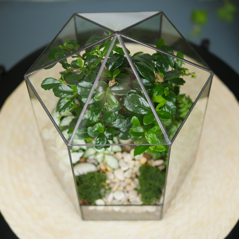 Флорариум бонсай Хижина