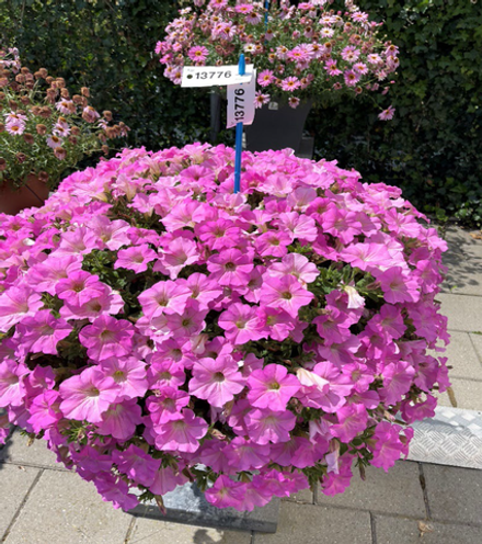ЕВРО Петуния Surfinia Trailing Big Pink укорененный черенок ОКС декабрь 25