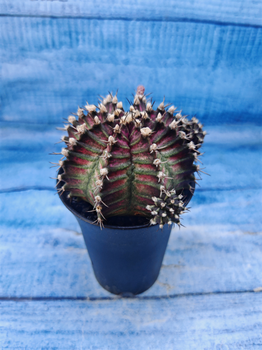 Gymnocalycium T-Rex Pink hybrid (Гимнокалициум T-rex)
