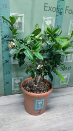C. medica “Mak Nao San”