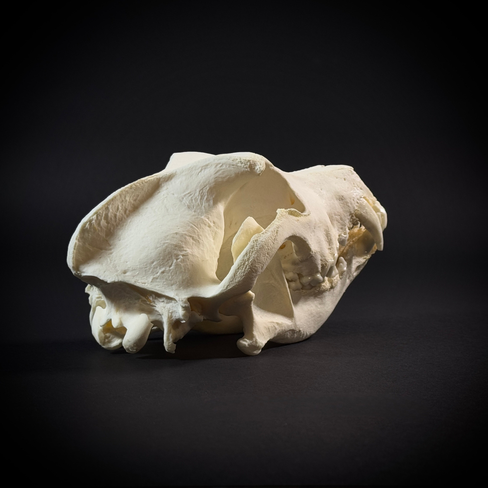 Череп собаки