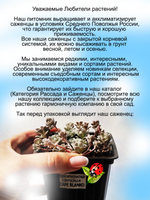 Седум Белая мантия Кейп Бланко лапчатолистный