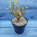 Adenium Baobab (Адениум)