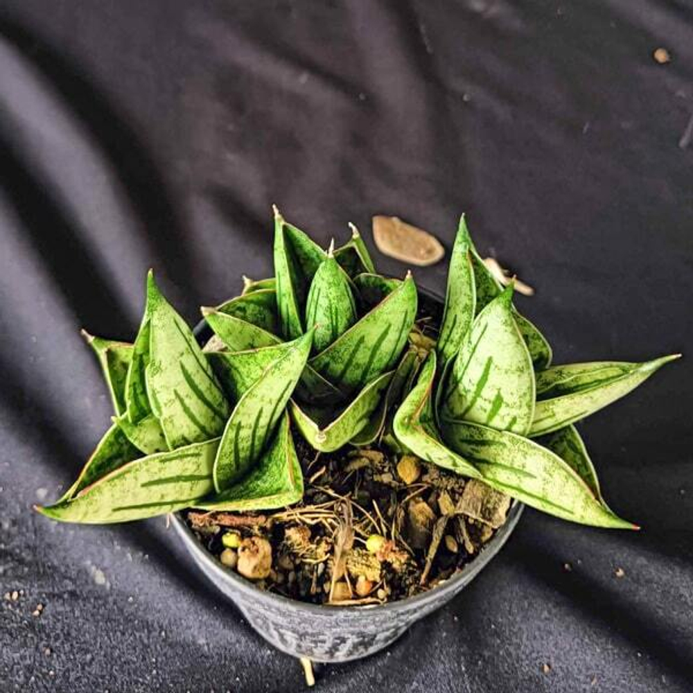 Сансевиерия MINI ROSE