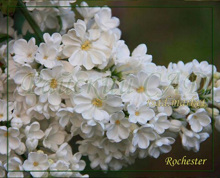 Сирень Rochester (Рочестер)