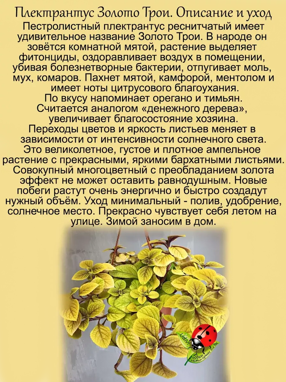 Плектрантус Золото Трои пёстролистный