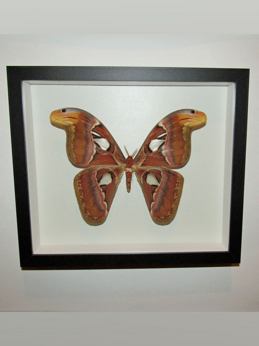 Бабочка Attacus atlas самка в рамке