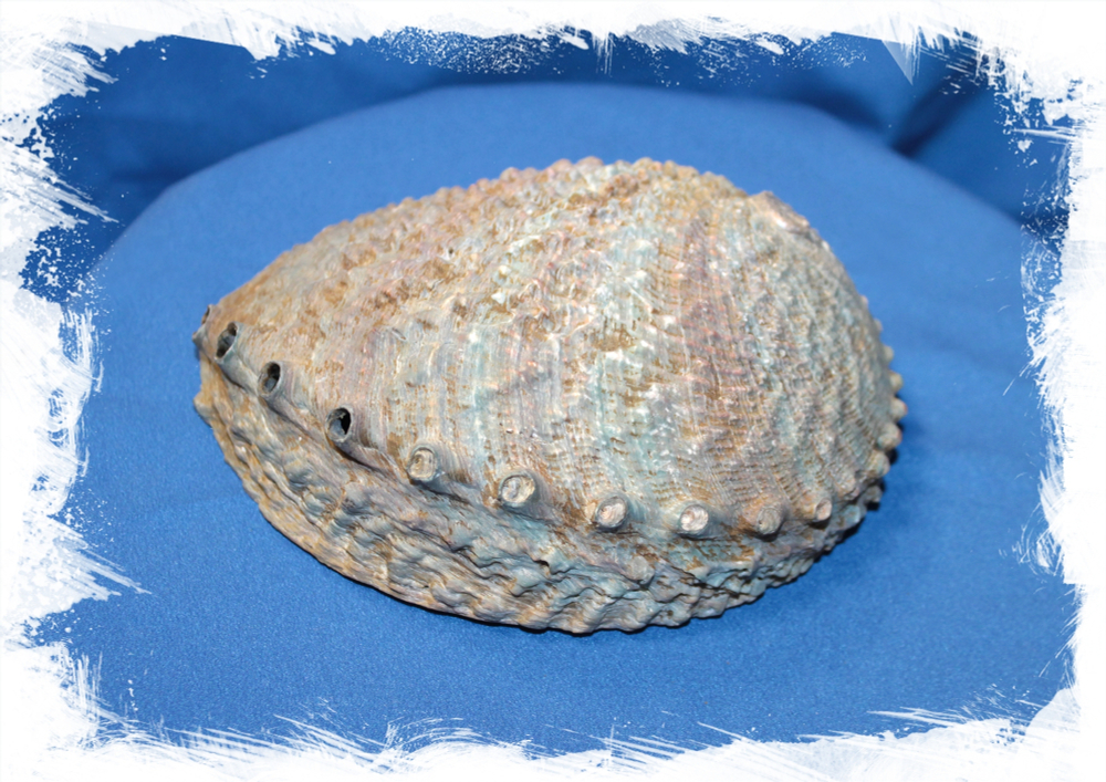 Галиотис Коррагата, 14-16см, 1шт