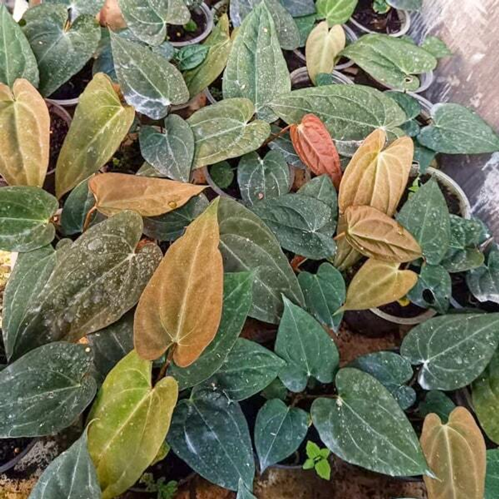 Антуриум QUEEN PURNAMA