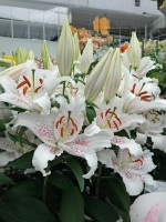 Лилия Мускадет (Восточный гибрид)