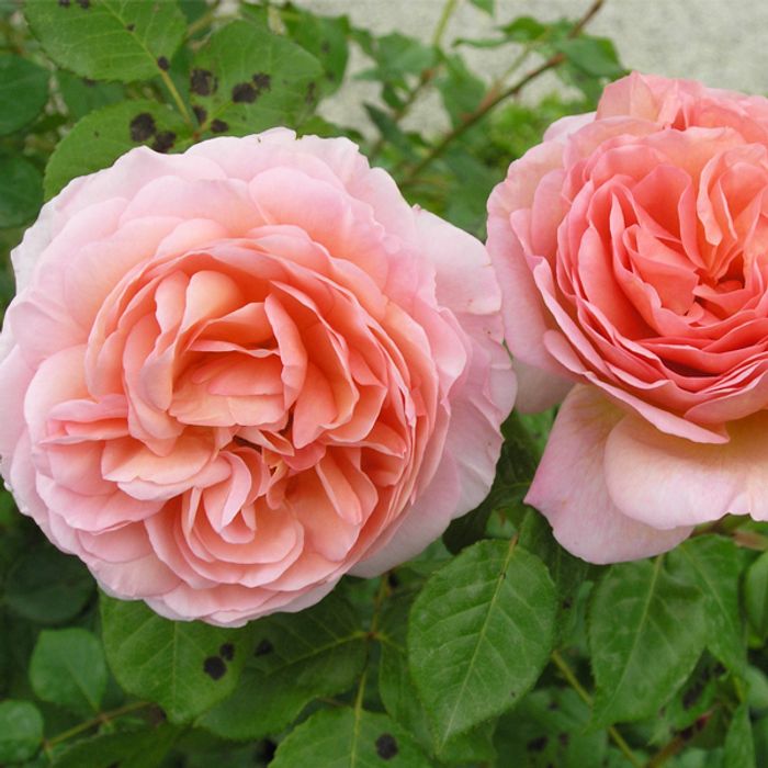 Роза английская Абрахам Дерби &quot;Abraham Darby&quot;